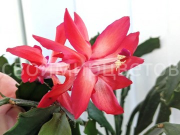 Шлюмбергера Thor Wild Cactus red